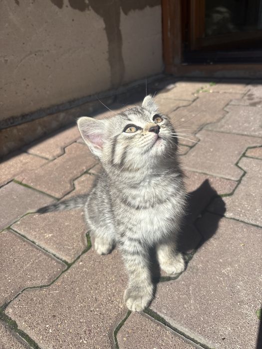 отдам котят