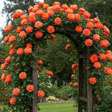 Vand trandafiri cataratori soi premiu diferite culori