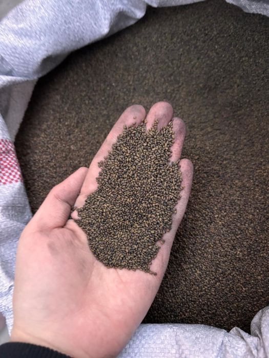 Семена люцерны высшего качество