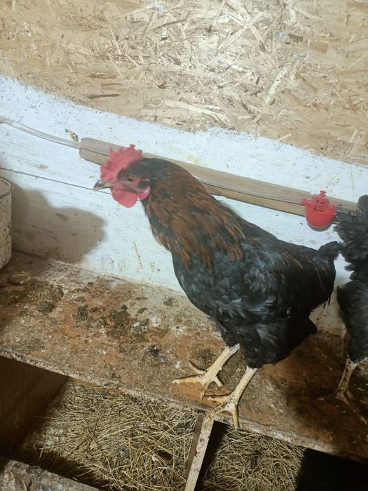 Меняю молодых петушков