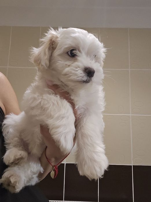 Bichoni maltezi 6 saptamani