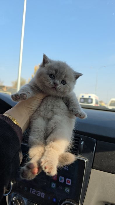 Британские мальчик и девочка