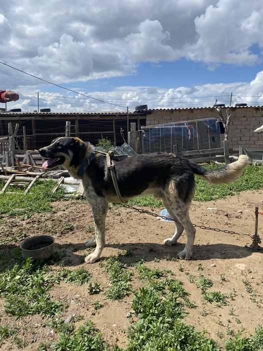 Алабай, қара түсті төбелеске