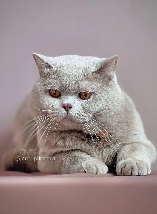 Вязка! Британский кот