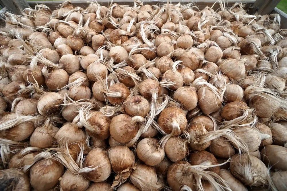 Bulbi șofran mărimi calibru 8-9 și 10+ disponibili în luna iulie