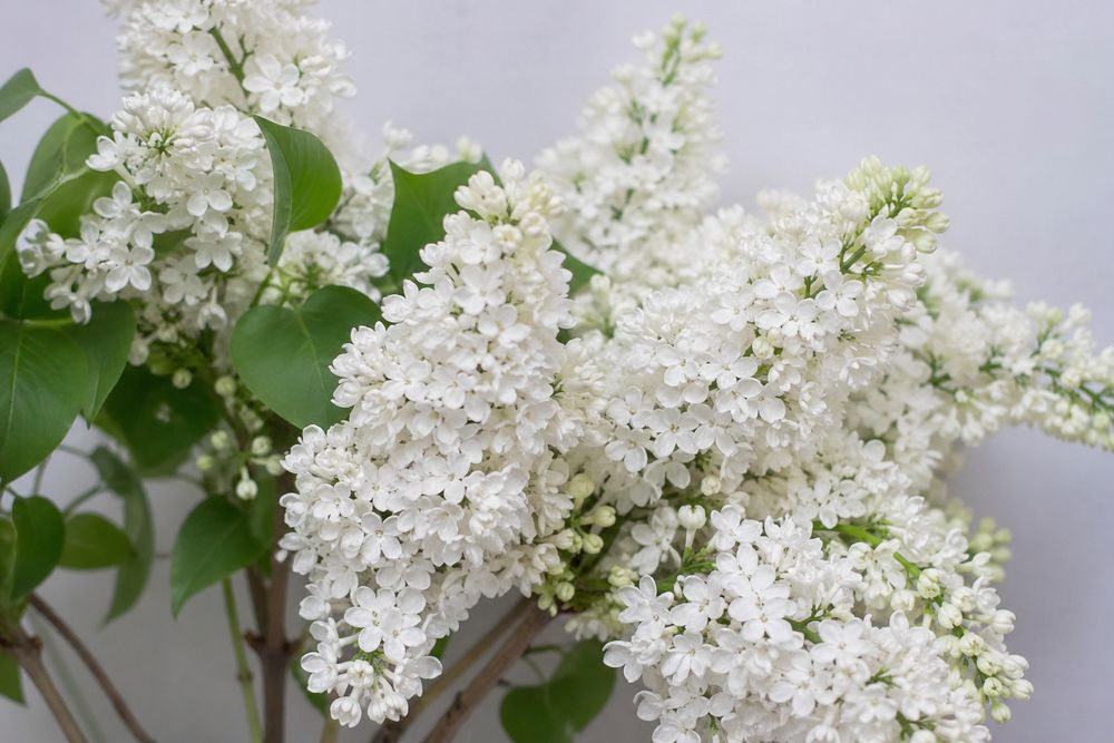 Продаю саженцы белой сирени и черемухи