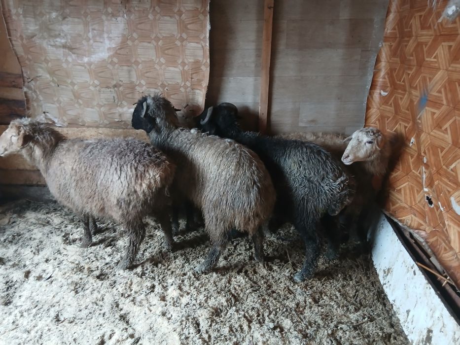 Семіз қошқар тоқтылар