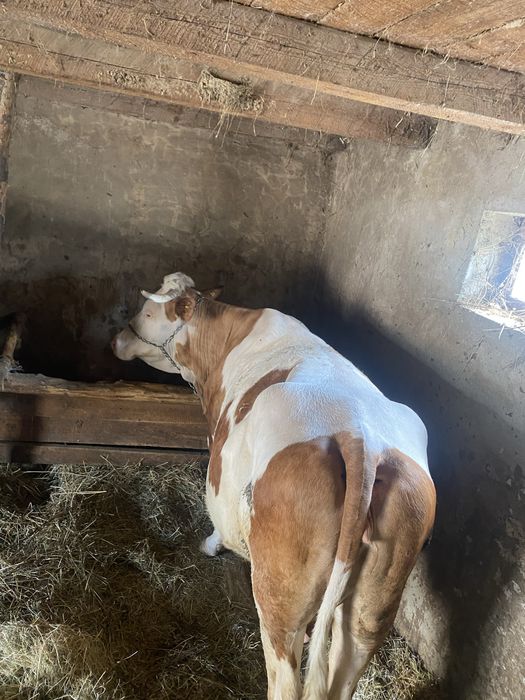 Vaca de vînzaree