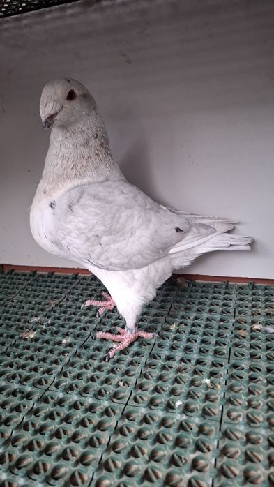 Porumbei americani
