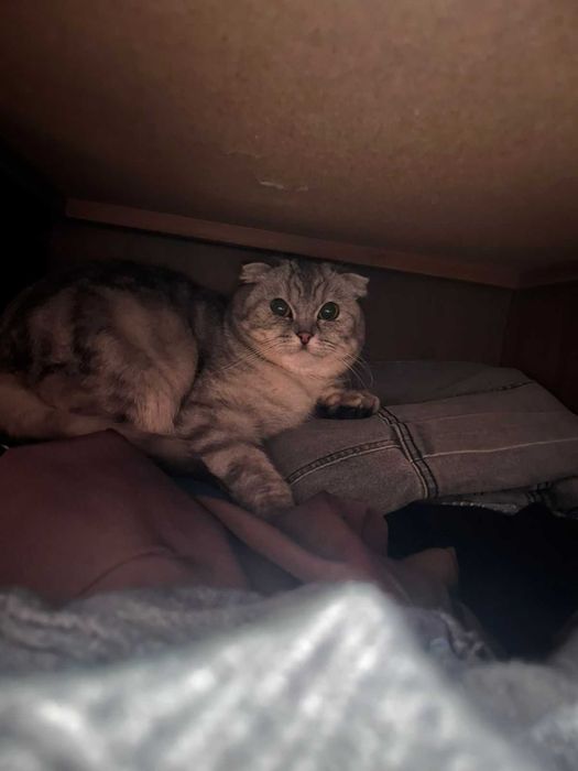 Шотландский кошка