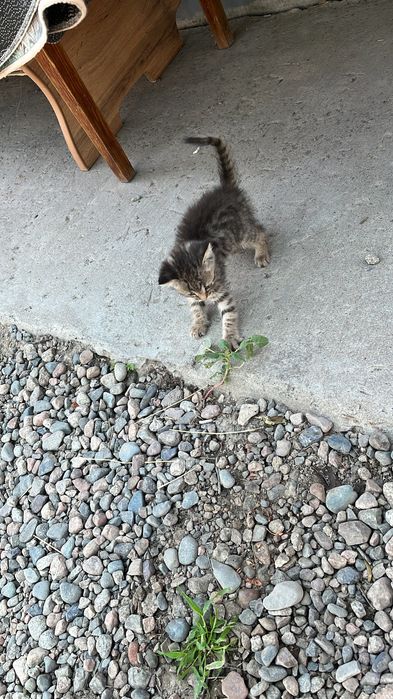 Отда котенка бесплатно