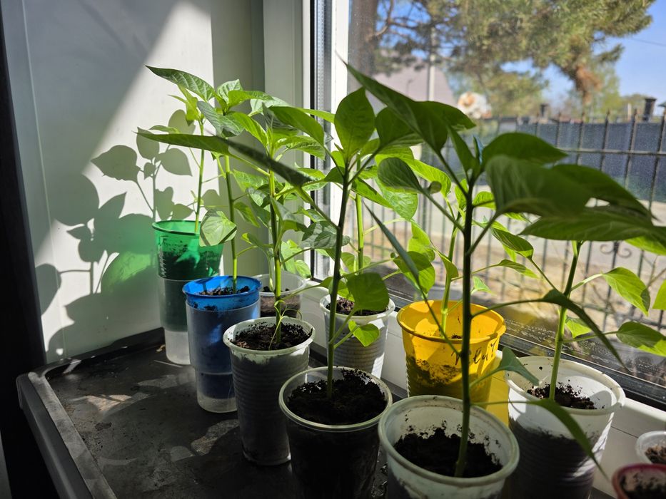 Продам рассаду помидор,перцев