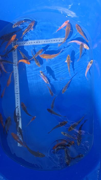 Crap koi puiet 6-10cm