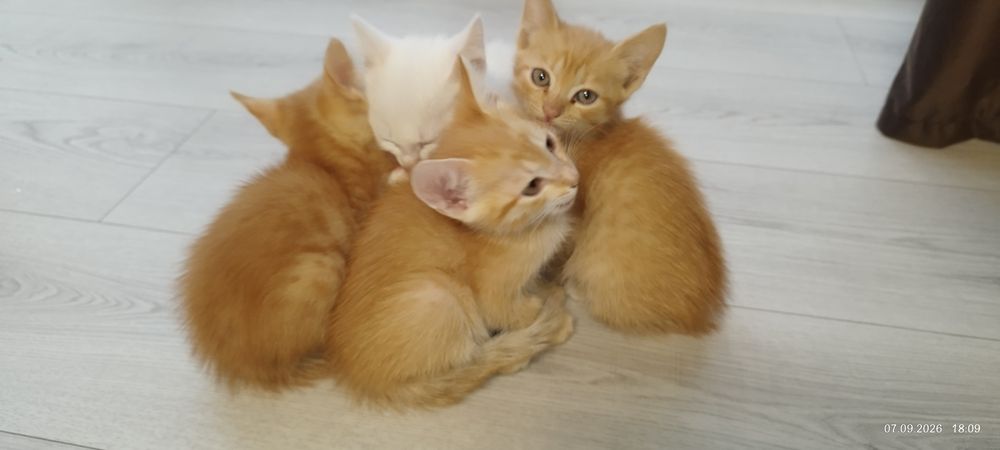 Отдадим котят в хорошие руки
