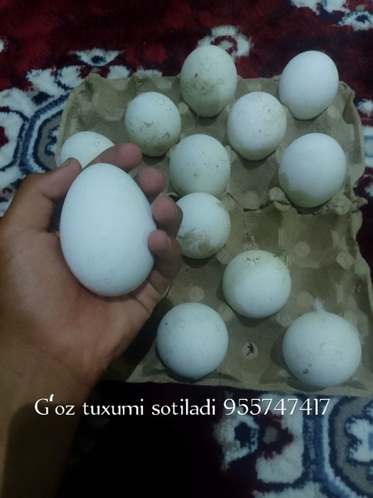 Gʻoz tuxumi sotiladi ochirsa boʻladi