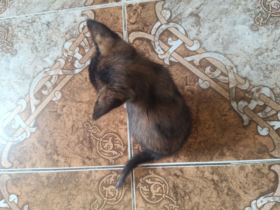 Отдам котят в хорошие руки