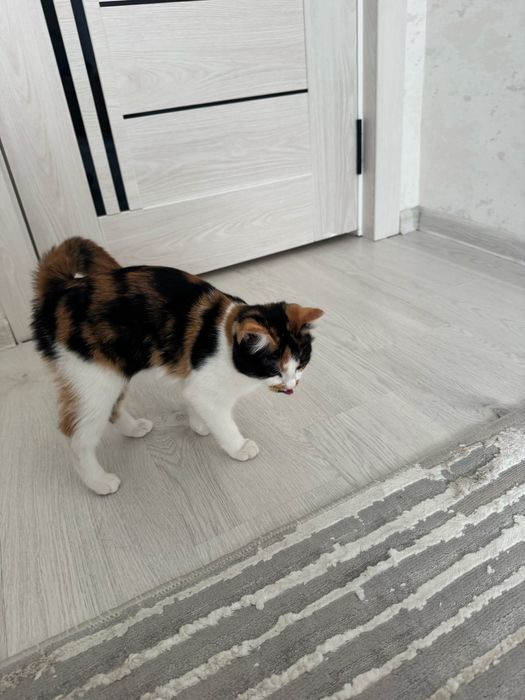 Mushuk hadiya qilinadi