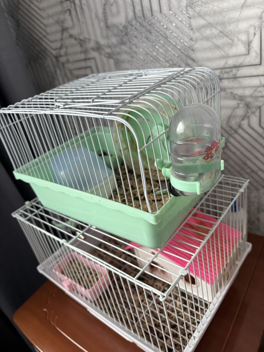 Продам 2 хомяков с клетками