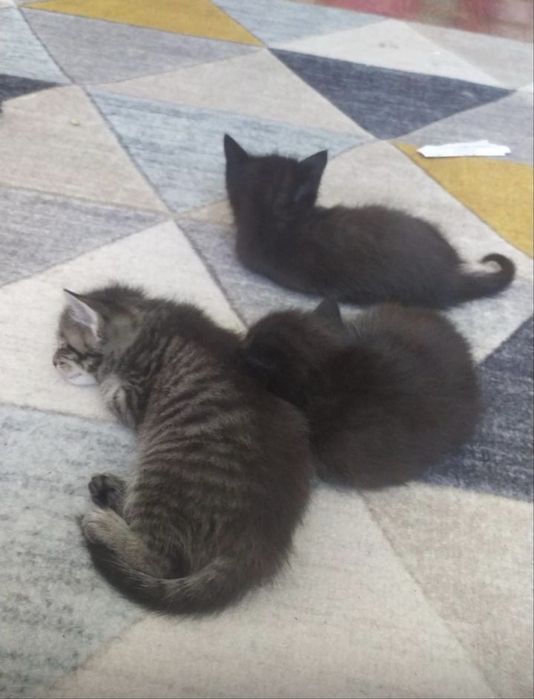 Отдам котят в добрые руки!!!