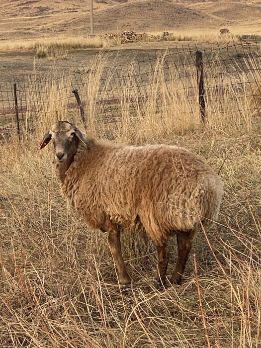 Продам Қошқаров разных пород.