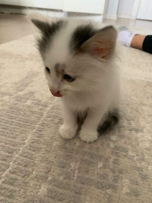 Маленький кот отдам