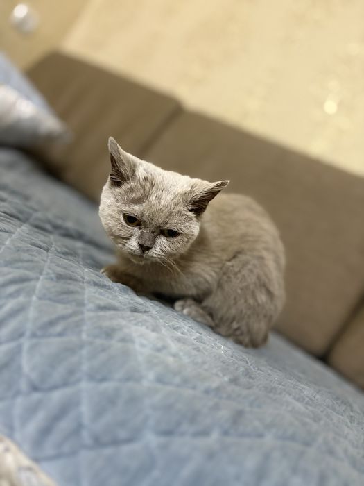 Британский прямоухий котенок