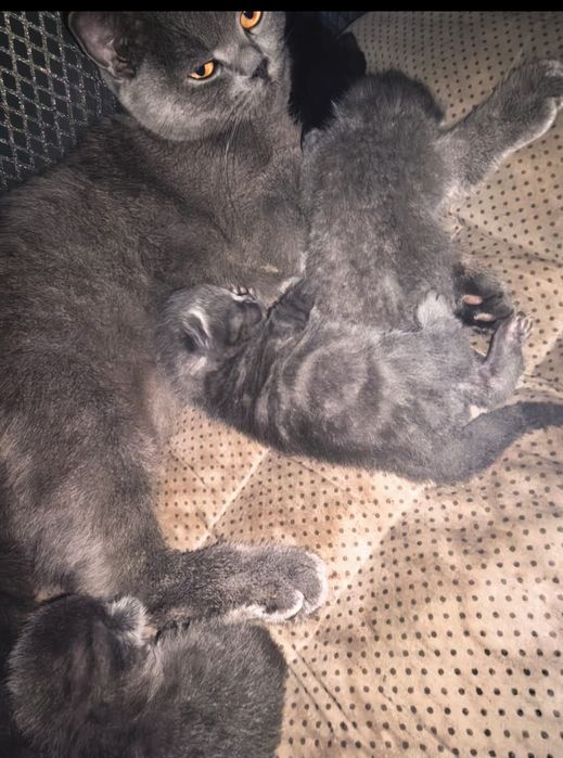Котята британцы.