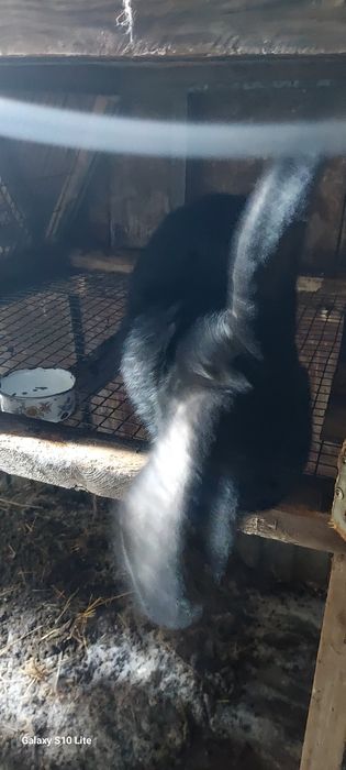 Срочна продам кроликав