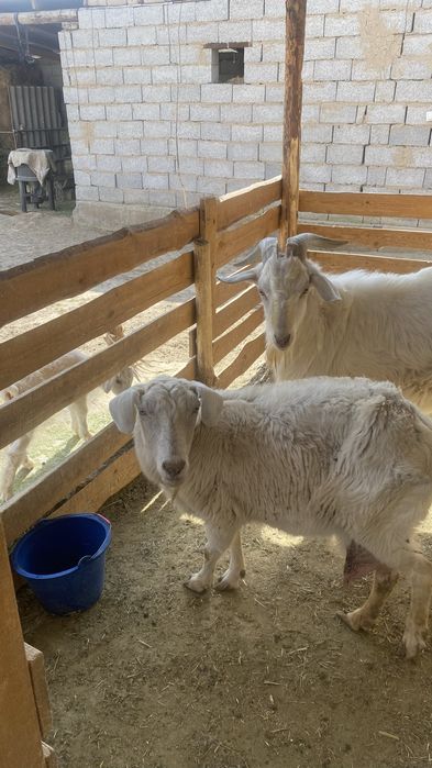 Орыс ешки занен