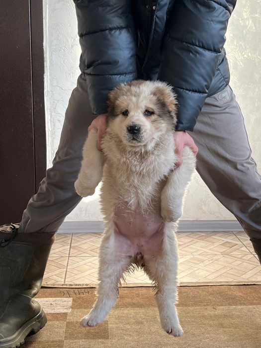 Продам щенка алабая