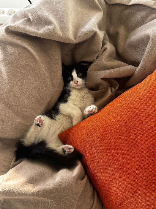 Отдам котят в хорошие руки