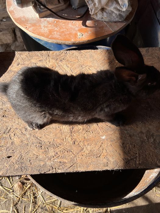 Iepure uriasi belgian