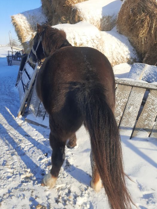 Продаётся мерин обученный