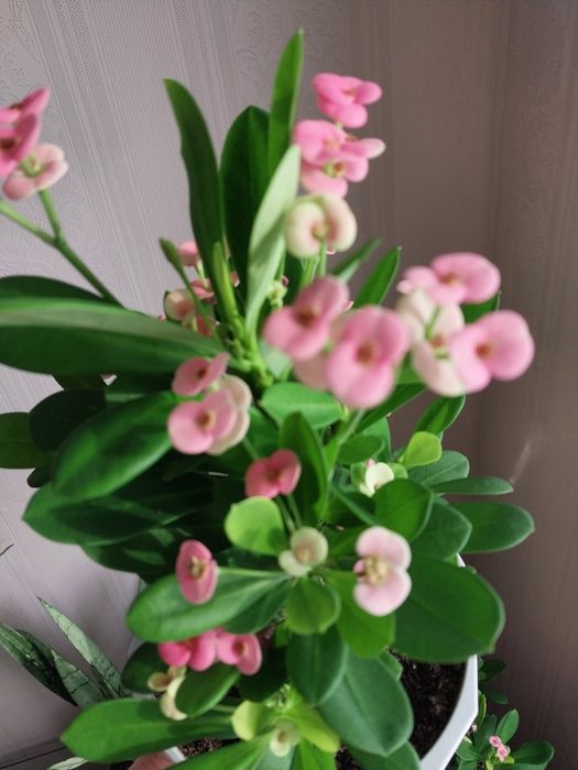 Молочай Милиуса цветущий