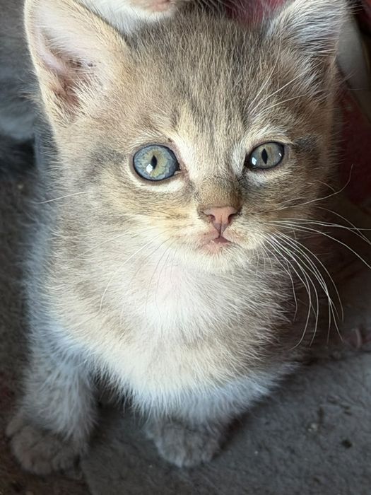 Отдам котят, все девочки