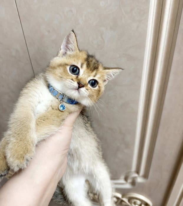Продаются котята золотая шиншилла