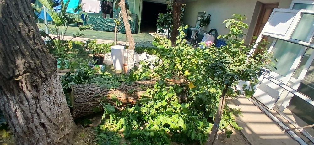 Тут дарахт отинга