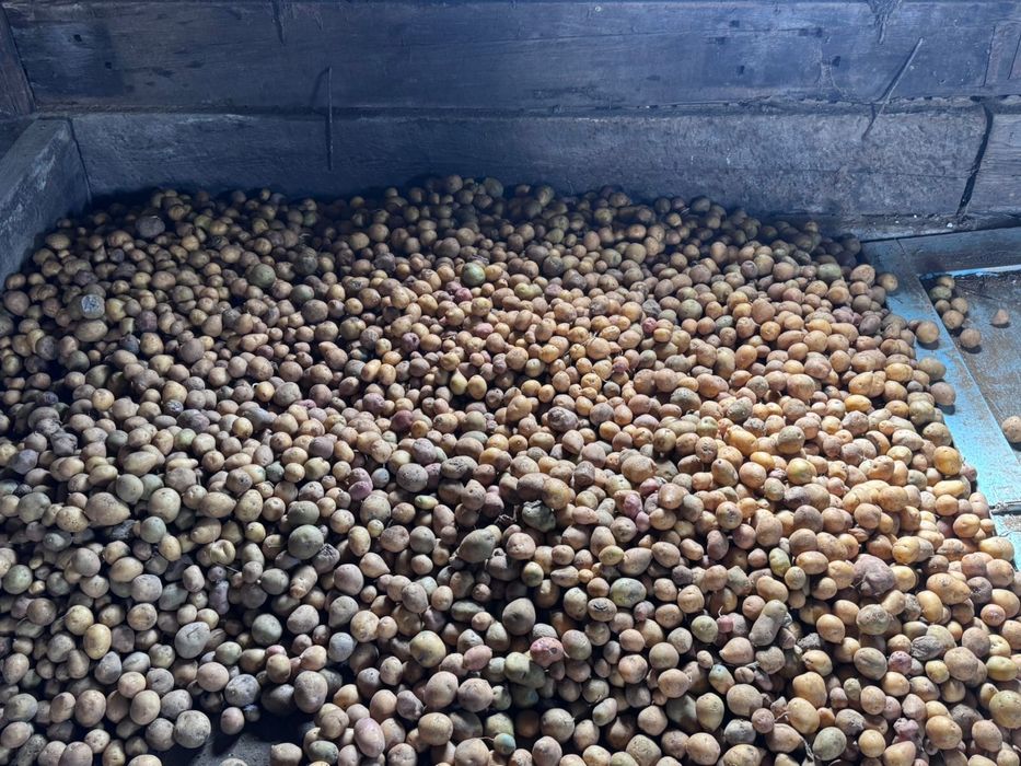 Продам семена картошки Гала