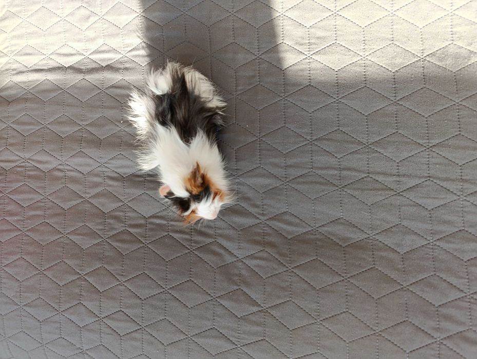 Подарявам Морско свинче