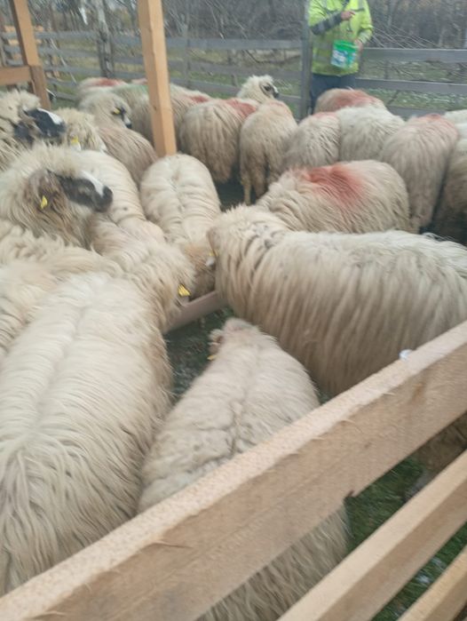 De vânzare aceste oi