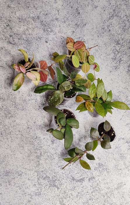 Хойи Караганда , наборы хой