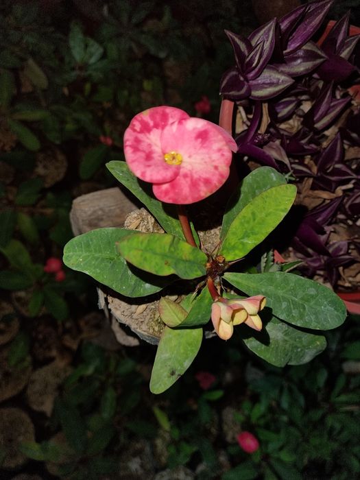 Tabiiy gullar табиий гуллар tuvaklar тувак гаршок  удабрения дорилар