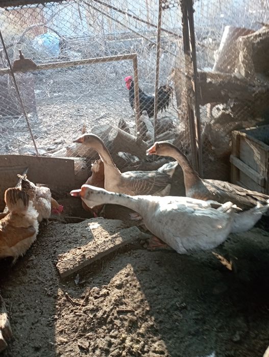 Яйцо гусиное инкубационное