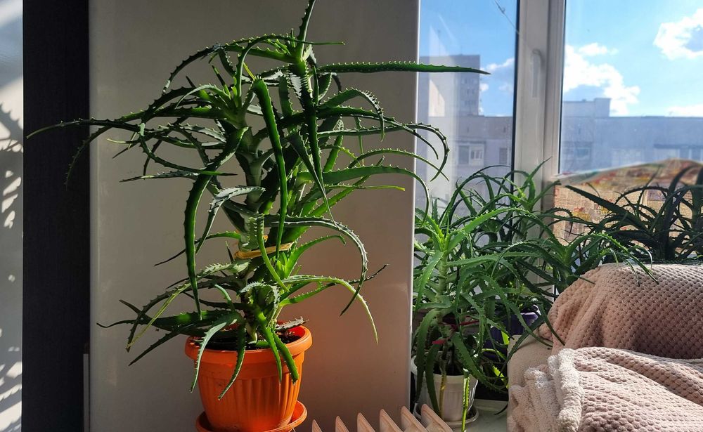 Лечебно Алое (Дървовидно Aloe Аrborescens) над 4г