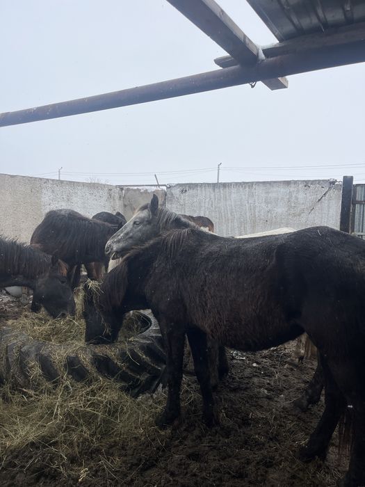 Продается кобылы,жеребцы,жеребята