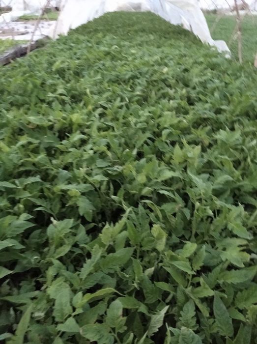 Pamidor koʻchati navi alamina