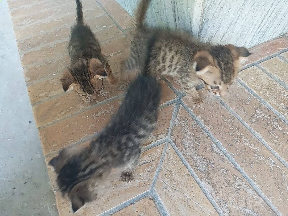 Mushuklar qulogi qeshaygan