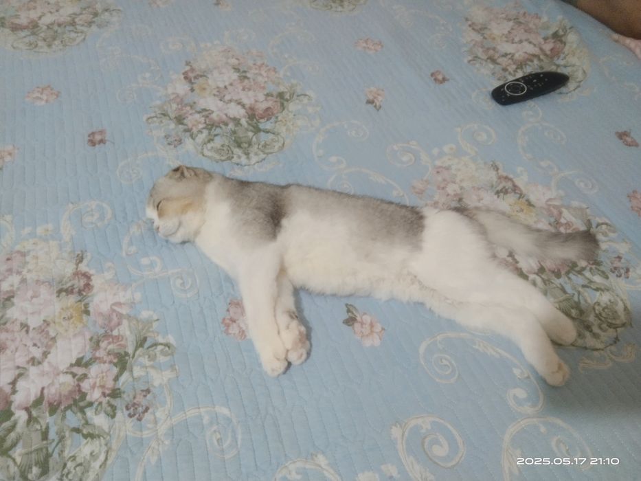 Mushuk serebristiy skotish fold shinshinlla