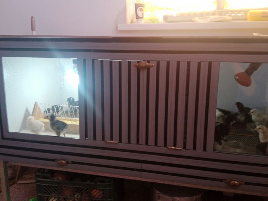 Продам.   Брудер