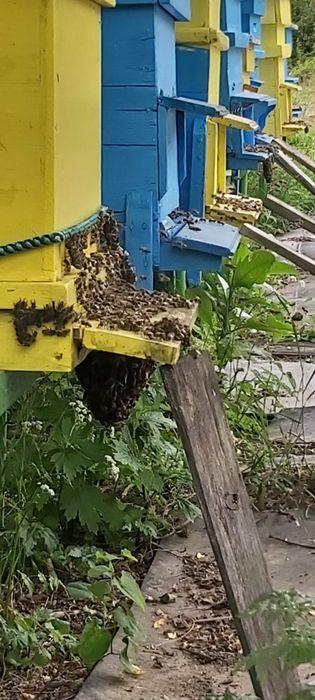 Продавам  кошери